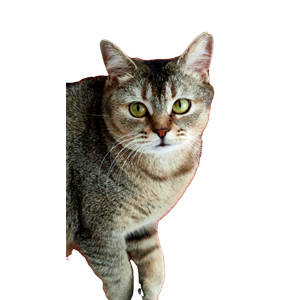 Adorable Tabby Cat With Green Eyes Sitting Against An Orange Background. 13537 - Cat PNG image with transparent background
